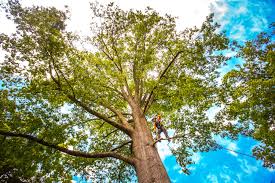 Mulching Services in Crooked Lake Park, FL