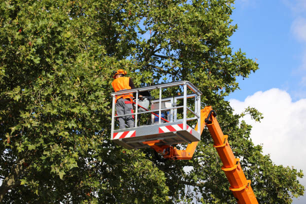 Best Tree Maintenance Programs  in Crooked Lake Park, FL