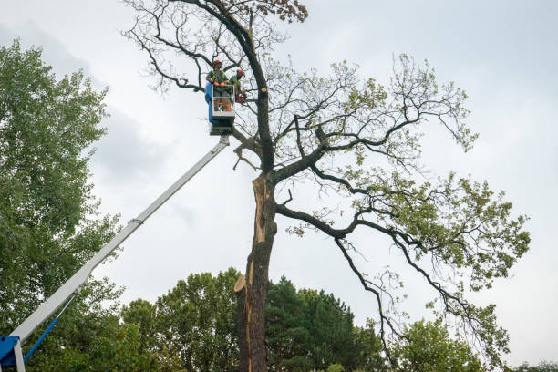  Crooked Lake Park, FL Tree Services Pros