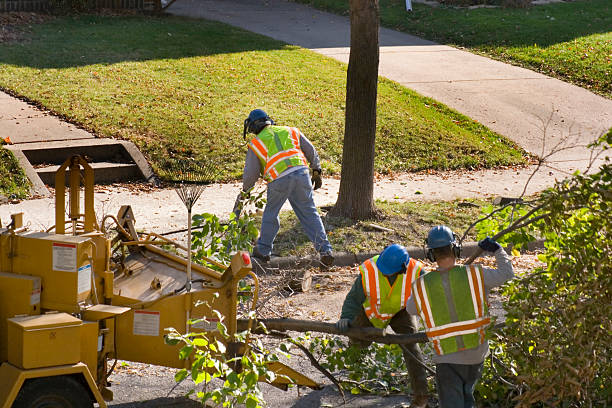 How Our Tree Care Process Works  in  Crooked Lake Park, FL