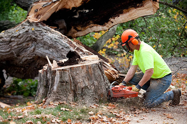 Best Tree Disease Treatment  in Crooked Lake Park, FL